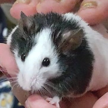 ロボロフスキーと神からお譲りしていただいたアフリカヤマネとフクロモモンガ達がうちの大事な家族🐀天国へ行ったらぶちゃんが🐭ともやの守護霊になってくれました。幸せですこれからもずっと一緒だね最愛の相思相愛世界一のおねずみ様