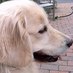 Robert Daniels (@capedogs) Twitter profile photo Robert Daniels (@capedogs) Twitter profile photo