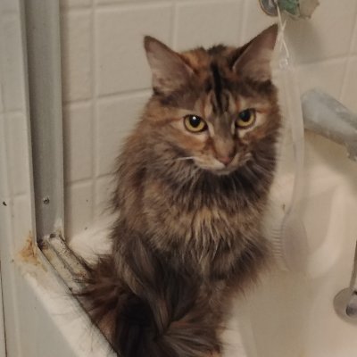 Gracefulcat Profile Picture