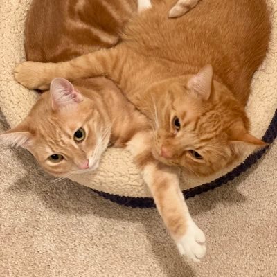 tiffanyyy_c's profile picture. 