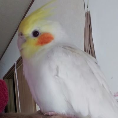 jo1 seventeen NIK😚
インコママ🐥鳥が7羽居ます
オカメインコ コザクラインコ セキセイインコ 文鳥 十姉妹 🐥