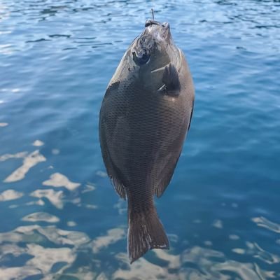 KO7154's profile picture. フカセ、ルアー色々と