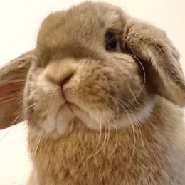 “うさぎは家族” 🐰もちモフほっぺのホーランドロップ“せきと”♂🐇💨YouTube『たれみみちゃんねる【うさぎ部屋】』うさぎのライブ配信(毎日17:00～23:00 )見ればあなたもウサ暮らし🏠