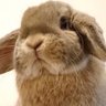 taremimi_ch's profile picture. “うさぎは家族” 🐰もちモフほっぺのホーランドロップ“せきと”♂🐰プロペラおミミの“おはな”♀でお送りするYouTube『たれみみちゃんねる【うさぎ部屋】』うさぎのライブ配信(12:00～23:00 )見ればあなたもウサ暮らし🏠 #うさごはん は謎の中毒性が…