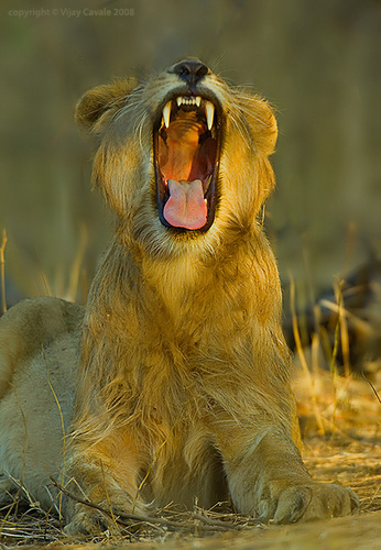 Don't mess with the lioness!