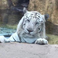 yamadalong (@_yamadalong) 's Twitter Profile
