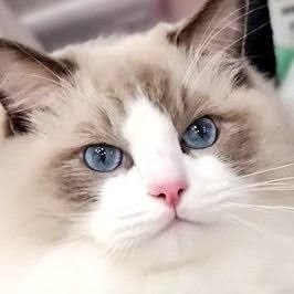 ROY( ♂) 🐈Ragdoll (Blue Point Bicolor) 🎂2020/11/08 🏠2021/01/09 体重7.5㌔ お散歩が大好きなもふもふ猫ちゃん🐱ロイくんの成長記録♪ 息子🎂2022/2/25も登場します👶 無言フォロー大歓迎です😊 ↓カレンダー完売！！！！！！！！！