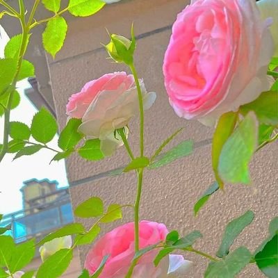 dyx584600's profile picture. 快乐大本营