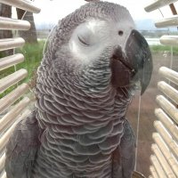さわこ(@birdlife014) 's Twitter Profile Photo