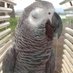さわこ (@birdlife014) Twitter profile photo