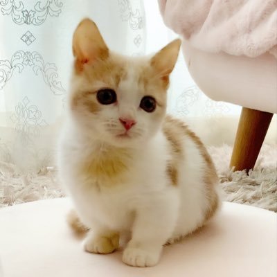 2021.08.22生まれのマンチカン♀「ホワ」です🐈 ツンデレちゃんですが、とうぞよろしく٩(^‿^)۶