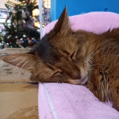 Office Worker|
Cats|Travelling|Sleeping|Movies|Games(FGO|sky children of the light)