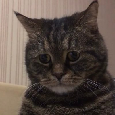 adim1st's profile picture. 