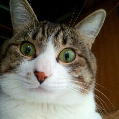 mechakuchanomec's profile picture. 変わってるは､誉め言葉。人の行く裏に道あり花の道。好きなのは、方丈記。吉野家。崎陽軒。粒あん。かりん糖。辛い物と熱い物は苦手です。特技は、惰眠。食べ過ぎ。2度寝。好きな言葉は､｢大盛炒飯｣､｢食べ放題｣。
他人に笑われる位の夢を持とう。臺灣独立｡
無言フォローは､基本ブロックします。