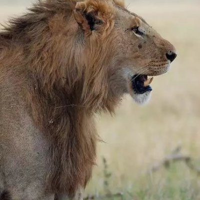 stilwell_jesse's profile picture. #ThisIsSparta 🛡️⚔️