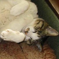 うさぼー (@catusabo) 's Twitter Profile Photo