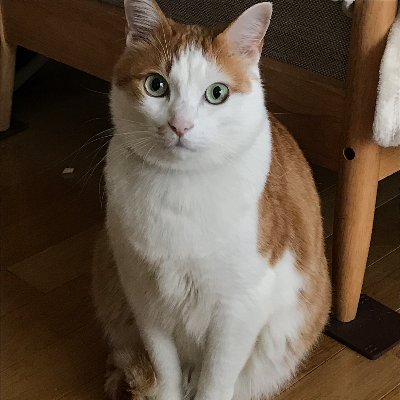 yokohama_ke's profile picture. 家族は横浜、三重県→静岡県と東海地方に単身赴任。ラジオ好き！息抜きに呟きます。 24年１月、単身赴任解消し10年ぶりに横浜に帰還！これを機にラジオネームを手芸家の洋輔さんに命名して頂きました。