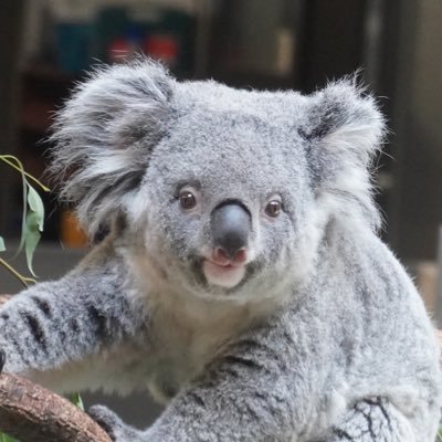 コアラが大好きコアラーです。インスタも同じIDでやってます。日々、コアラを供給するアカウントです🐨ニーナは私の永遠のアイドル♡