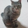 Hirozgue's profile picture. 元ゲームデザイナー。ローカライズなども…
以下、24時間頭の中でダンスしているモノ♪
#任天堂 
#POLYMEGA 
#スター・ウォーズ
#週刊少年ジャンプ 
#手塚治虫 
#朝ドラ  
#富野由悠季 作品全般
#海外ディズニー
無言フォロー失礼します＆無言フォロー歓迎です
ネコもとても好きです