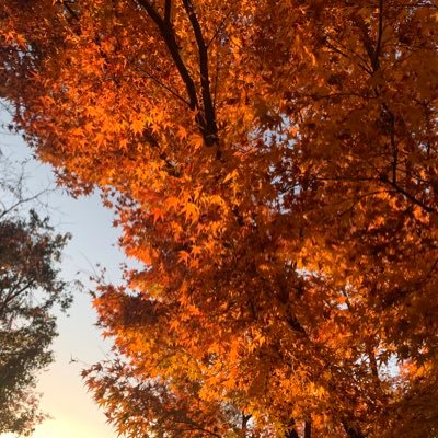 pomponmii610's profile picture. 