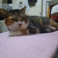 キキママ (@wztsc6hrsqwll9q) 's Twitter Profile