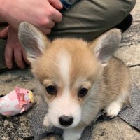 こっぺ (@koppepan_1102) Twitter profile photo