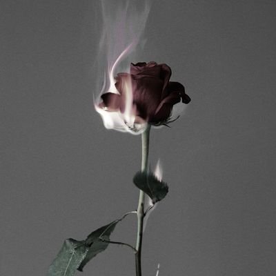 eqlitus's profile picture. no need.