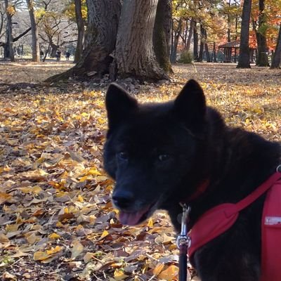 NoraSenkichi's profile picture. 「#のらくろの旅」に参加中です。