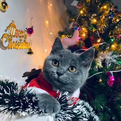 MrHankky's profile picture. Embedded Engineer