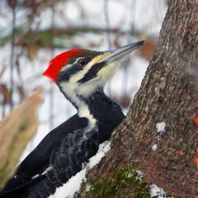 Engineer . All spare time is spent out enjoying nature in all seasons.I share photographs I take to encourage to go out or enjoy if you can’t get out.