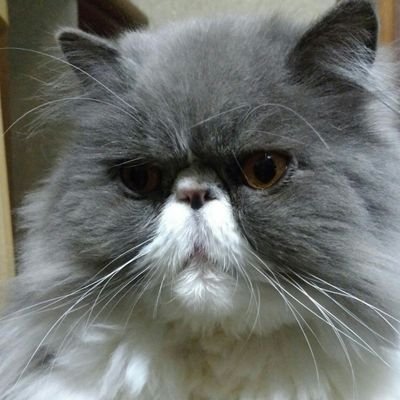 猫4匹飼ってます。アニメやゲーム&いろんな実況者を応援してます/他にもたくさん( •̀ω •́ゞ)✧ﾋﾞｼｯ!!