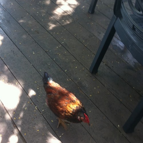 orangepower1's profile picture. 