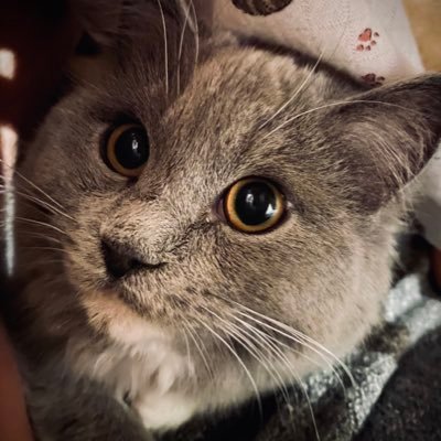 Shiuさんのプロフィール画像