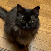 猫助 (@nekosuke_ne) 's Twitter Profile