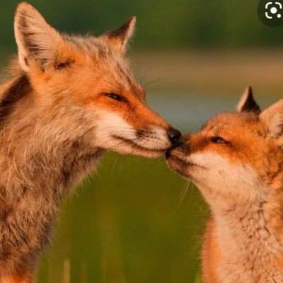 🇺🇦🦊🦡🐇🐶🐈 Against Fox Hunting.