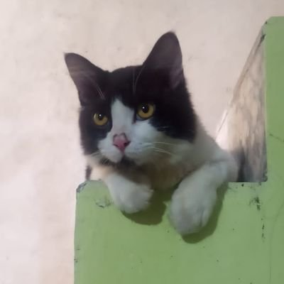 fa_fave's profile picture. 