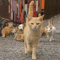 写真家　︎山本 正義　立ち猫®︎　6月17日(土)〜7月2日(日) (埼玉県)イオン川口前川　写真展(@nekoiroiro) 's Twitter Profile Photo