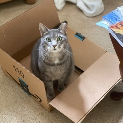I am a cat who rates boxes. If I sits, I fits.
