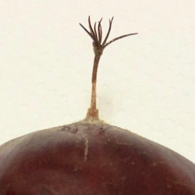 otoufu_wei's profile picture. アッだいじょうぶです✋