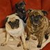 Tank and Draven (@totsie_toodles) Twitter profile photo Tank and Draven (@totsie_toodles) Twitter profile photo