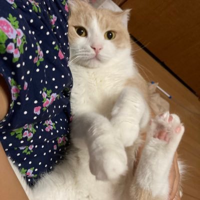 17年9月生まれ🎂スコティッシュフォールド6歳🐾表情豊かな穏やかボーイ🌟保護した子猫、はゆ2才1ヶ月 https://t.co/P3aRp71Mq4