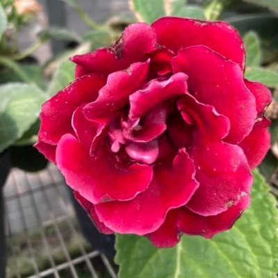 RubyGaleanoRoja's profile picture. my favorites... Flowers and more. las flores y la naturaleza.