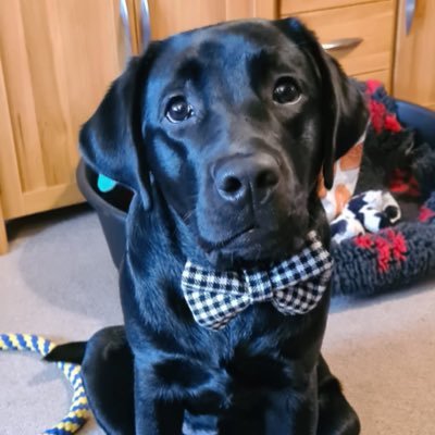 Wife to Robbie; dog mum to Axl, the handsome black Labrador. Loves dogs.
