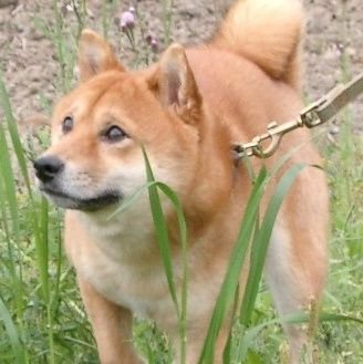 rltm's profile picture. 柴犬好きのLinux使い。Debian使ってます。
