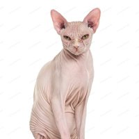 Bug (@bug_thecat) 's Twitter Profile