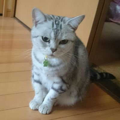 ブラッディースクライドさんのプロフィール画像