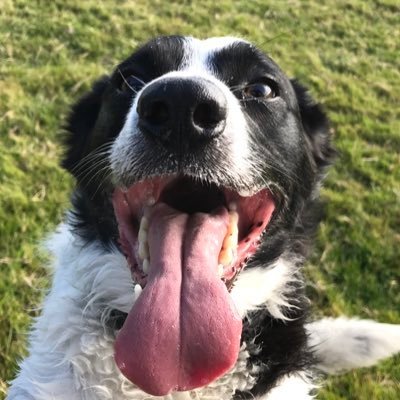 WGB84's profile picture. lover of wrestling, ghostbusters and other sci-fi and founder of The Welsh Ghostbusters come find us on Facebook.