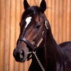 福岡に住む５０代、競馬歴３０年以上、麻雀は、２０年ぶりにしてみて約１５年。ハマってます。Ｍリーグは雷電のファン(というか咲様ファン)。ちなみに、写真はエルコンドルパサー、でも一番好きなのは、トウカイテイオー！