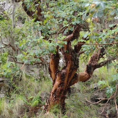 PAboslaiman's profile picture. 