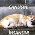 Koshka🐈/MUSTAFA KEMAL ATATURK (1881-193∞)💓🌹 (@DLoslathe) Twitter profile photo Koshka🐈/MUSTAFA KEMAL ATATURK (1881-193∞)💓🌹 (@DLoslathe) Twitter profile photo